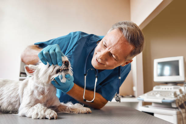 Best Cosmetic Emergency Dentistry in Mccormick, SC